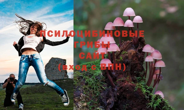 прущие грибы Майский